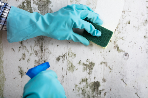 Causes and Prevention Tips For Mold On Partition Walls
