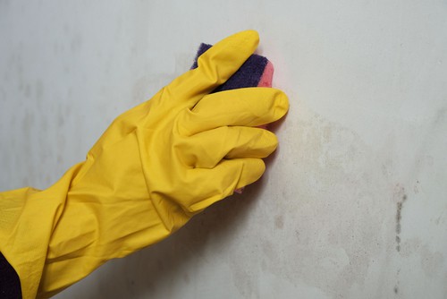 How to Clean Up Mold Stain on Partition Wall?